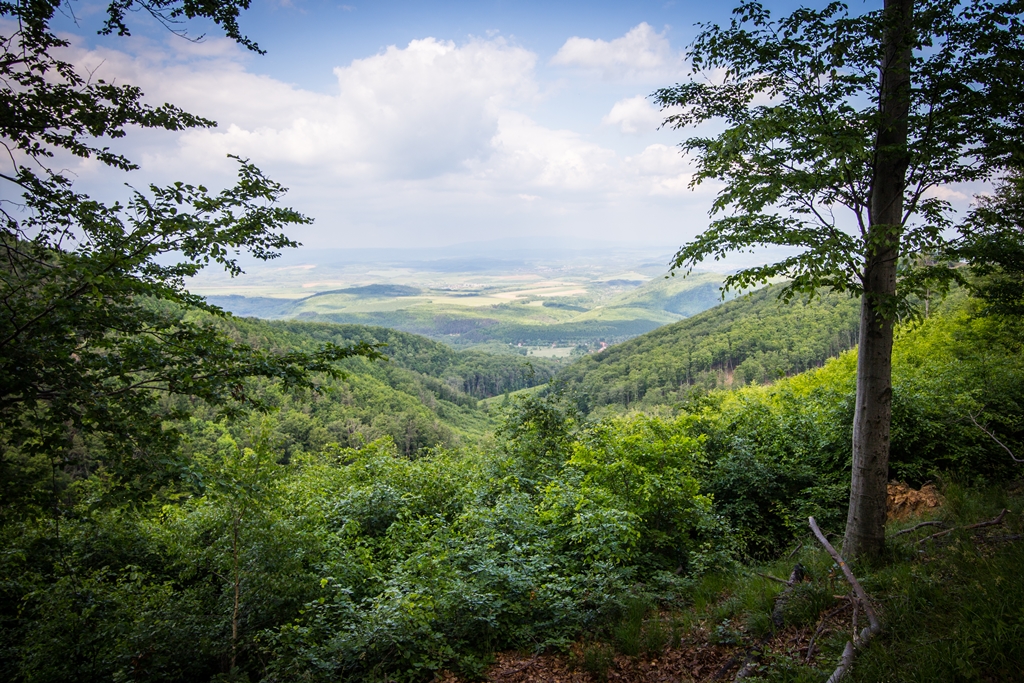 Energetikai célú fafelhasználás az EGERERDŐ Zrt.-nél