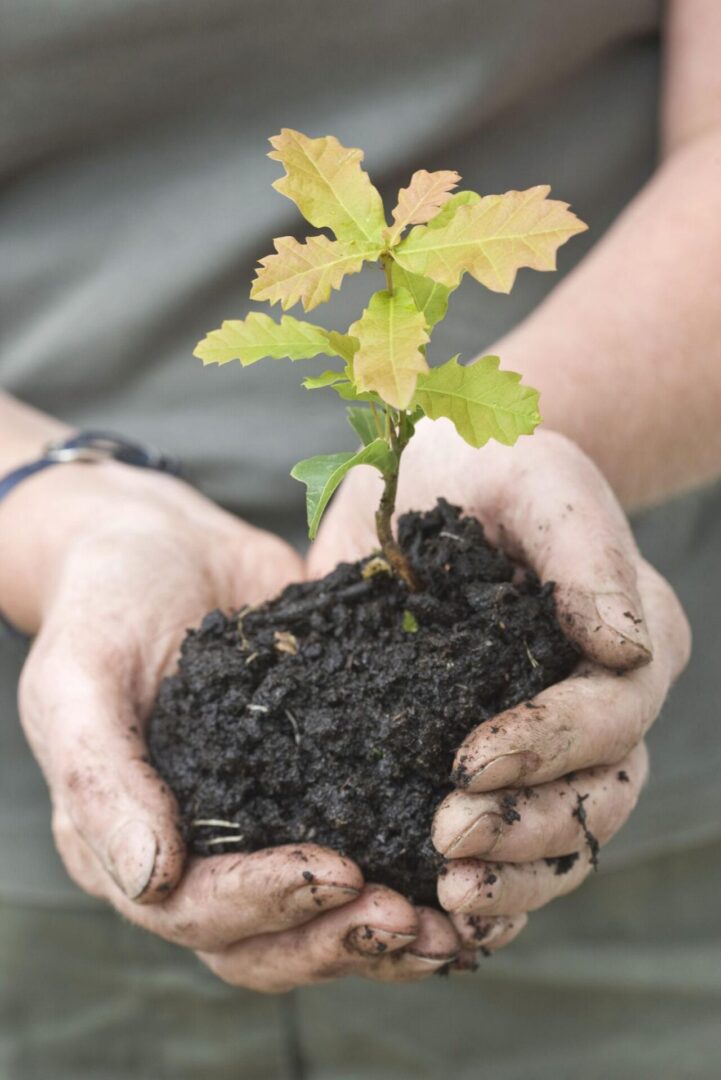 Tölgy csemete ültetés