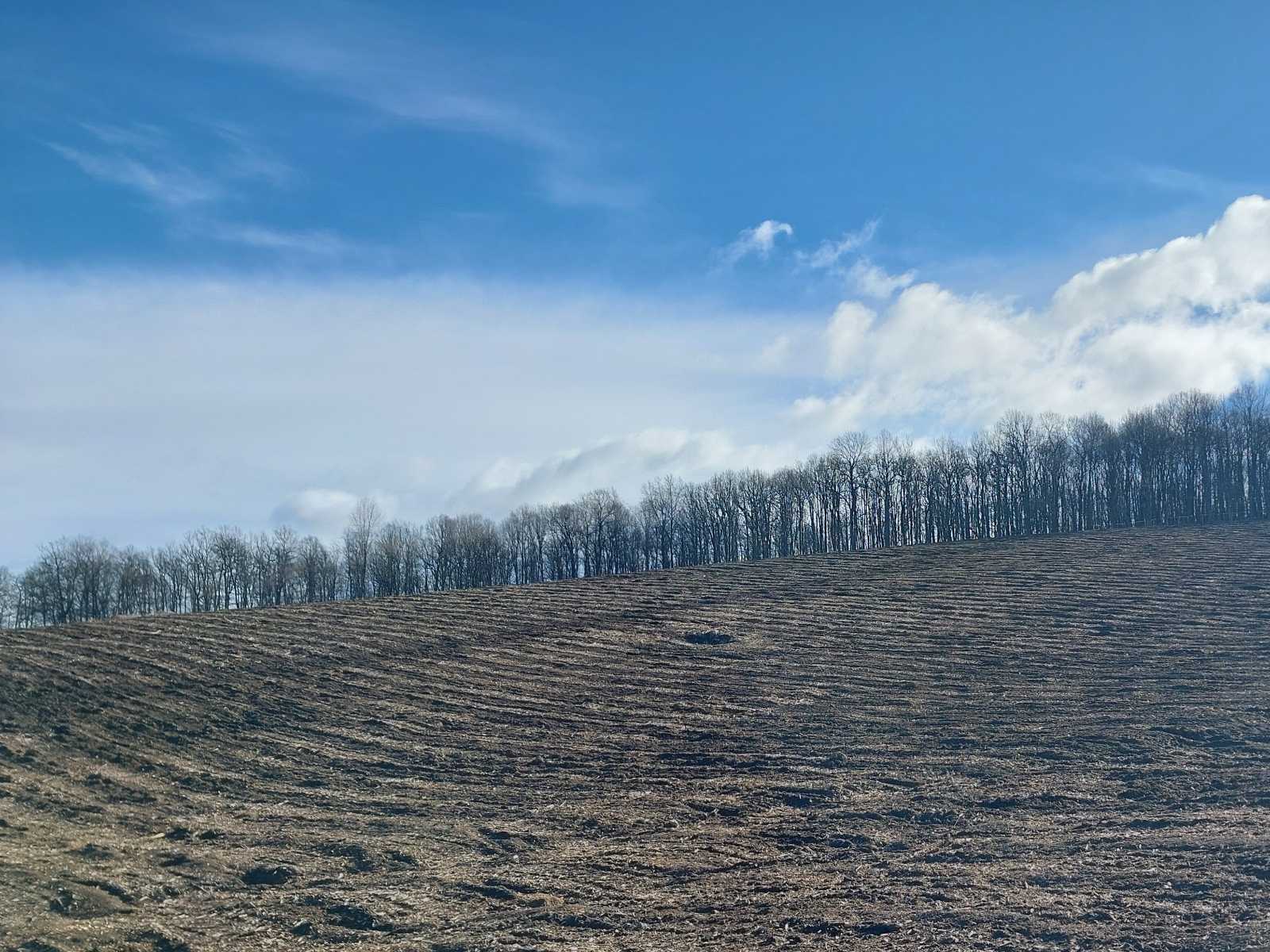 Friss erdőtelepítés